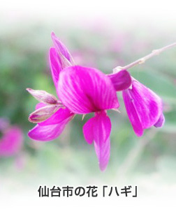 仙台市の花「ハギ」